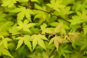 Acer shir. 'Jordan' 60- 80   C5 - afbeelding 4