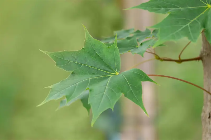 Acer truncatum 'Pacific Sunset' ('warrenred') 14/16 HO C - afbeelding 1