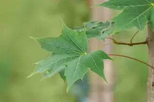 Acer truncatum 'Pacific Sunset' ('warrenred') 6/ 8 HO BW