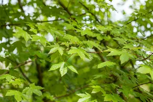 Acer zoeschense 'Annae' 14/16 HO C - afbeelding 2