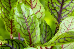 rumex acetosa P9 - afbeelding 5