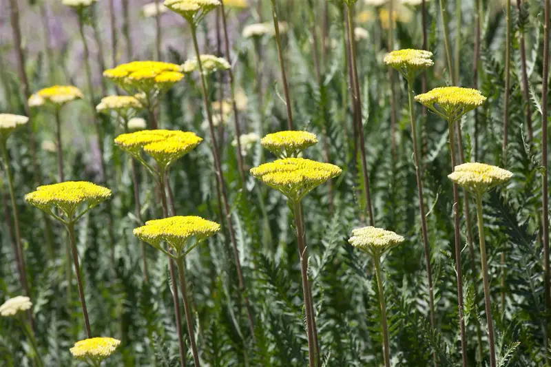 Achillea hybr. 'Alabaster' P9 - afbeelding 2