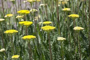 Achillea hybr. 'Alabaster' P9 - afbeelding 2