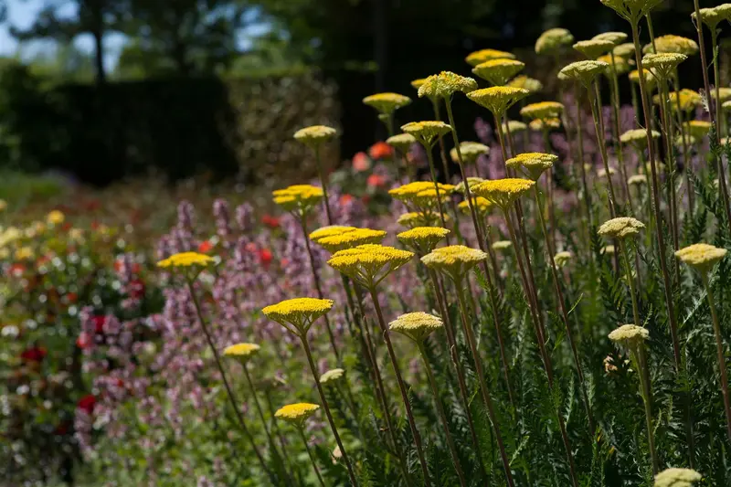 Achillea hybr. 'Alabaster' P9 - afbeelding 3