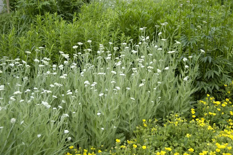 Achillea mil. 'Hella Glashoff' P9 - afbeelding 2