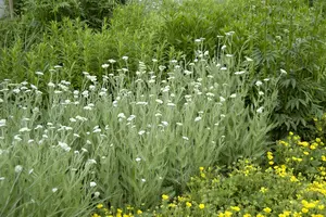 Achillea mil. 'Hella Glashoff' P9 - afbeelding 2