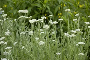 Achillea mil. 'Hella Glashoff' P9 - afbeelding 3