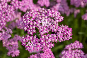 Lilac Beauty - afbeelding 2