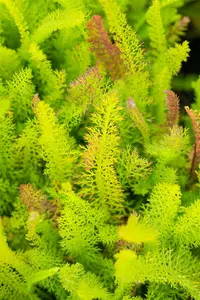 Achillea mil. 'Proa' P9 - afbeelding 5