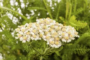 Achillea mil. 'Summer Pastels' P9 - afbeelding 2