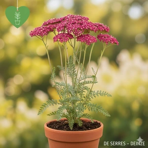 Achillea millefolium 'Christel' P9