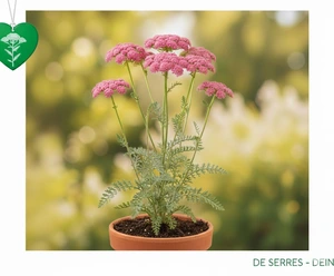 Achillea millefolium 'Excel' P9