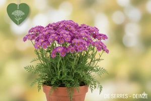 Achillea millefolium 'New Vintage® Violet' P9