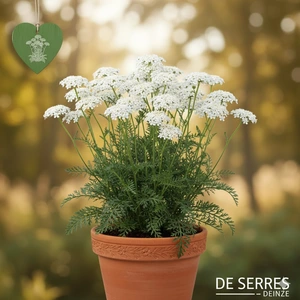 Achillea millefolium 'Schneetaler' P9