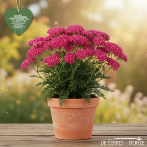 Achillea millefolium 'Velour' P9