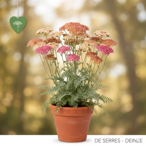 Achillea millefolium 'Wesersandstein' P9