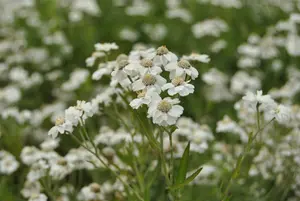 Achillea ptarmica C2