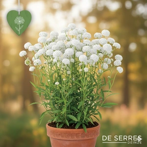 Achillea ptarmica 'Perry´s White' P9