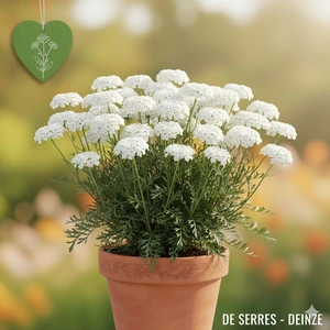 Achillea ptarmica 'Peter Cottontail' P9