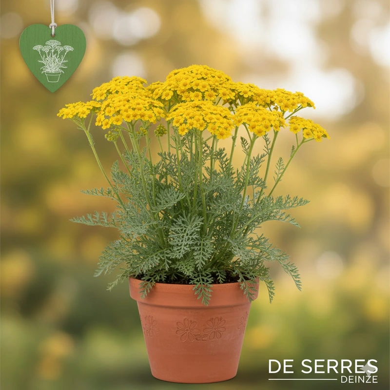 Achillea 'Taygetea' P9