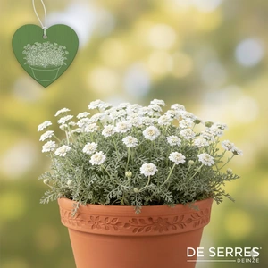 Achillea umbellata P9