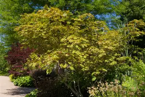 acer jap. 'aconitifolium' (60- 80cm) - afbeelding 5
