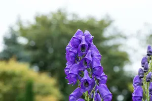 Aconitum henryi 'Spark's Variety' P9
