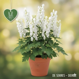 Aconitum napellus 'Schneewittchen' P9