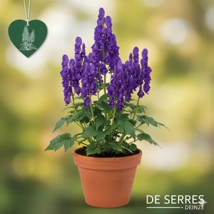 Aconitum 'Purple Sparrow' P9