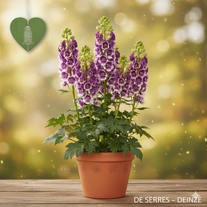 Aconitum x cammarum 'Bicolor' P9