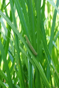 calamus