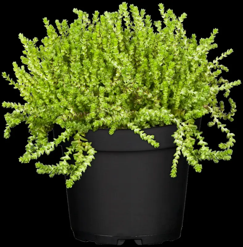 sedum acre P9 - afbeelding 2