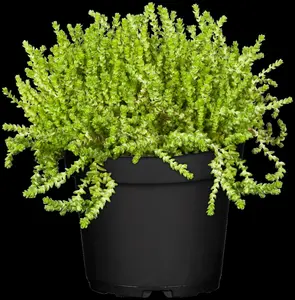 sedum acre P9 - afbeelding 2