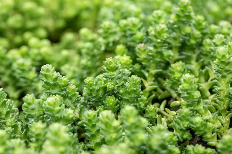 sedum acre P9 - afbeelding 3