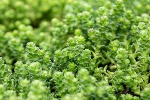 sedum acre P9 - afbeelding 3