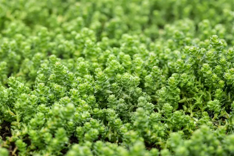 sedum acre P9 - afbeelding 4