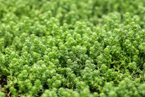 sedum acre P9 - afbeelding 4