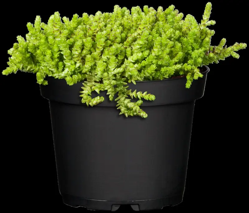 sedum acre P9 - afbeelding 1