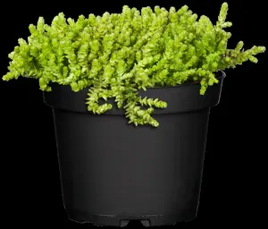 sedum acre P9 - afbeelding 5