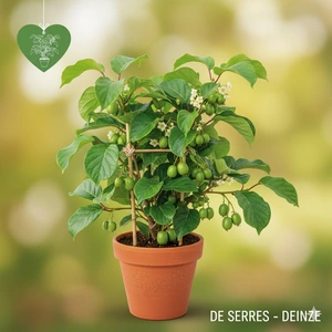 Actinidia arguta 'Geneva' C (50- 60)