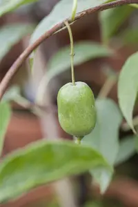 Actinidia arguta 'Issai' 200-250   C20