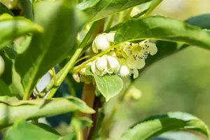 Actinidia arguta 'Issai' 200-250   C20 - afbeelding 2