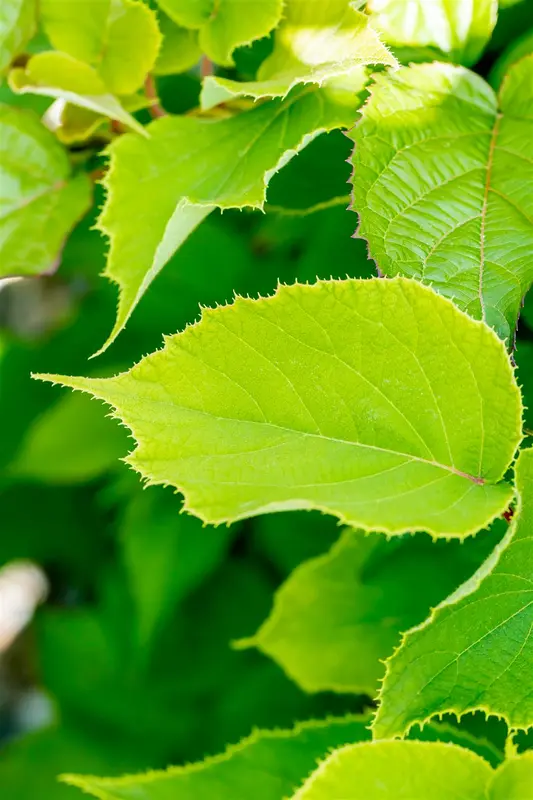 Actinidia chin. 'Solissimo'® 100-125   C4 - afbeelding 2