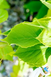 Actinidia chin. 'Solissimo'® 100-125   C4 - afbeelding 4