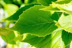 Actinidia chin. 'Solissimo'® 100-125   C4 - afbeelding 3