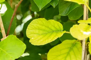 Actinidia chin. 'Solissimo'® 100-125   C4 - afbeelding 5