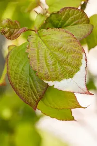 Actinidia kolomikta 200-250   C20 - afbeelding 2