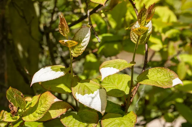 Actinidia kolomikta 200-250   C20 - afbeelding 3