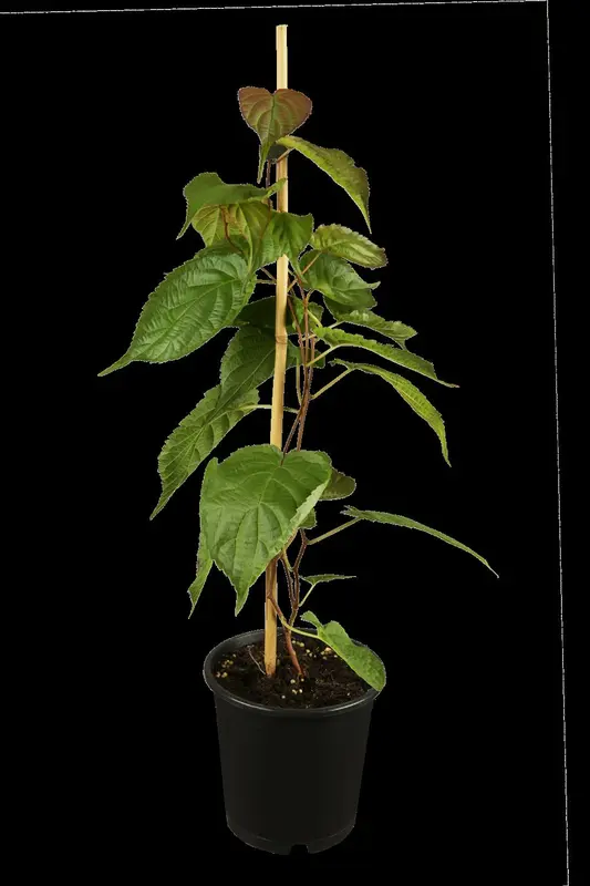 actinidia kolomikta (50- 60cm) - afbeelding 1