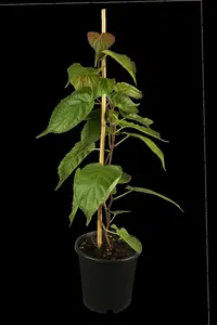 actinidia kolomikta (50- 60cm) - afbeelding 1